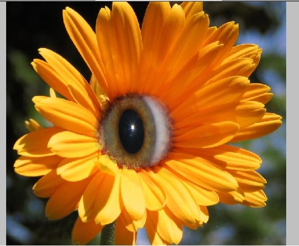 Creation of Eye Bloom: Step 1